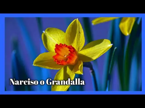 Narciso flor significado espiritual