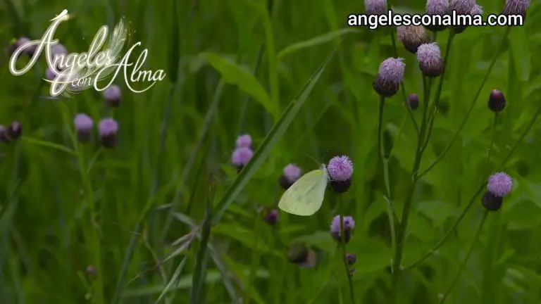 Mariposa blanca significado ángeles
