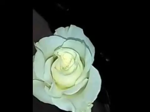 Rosas blancas significado espiritual