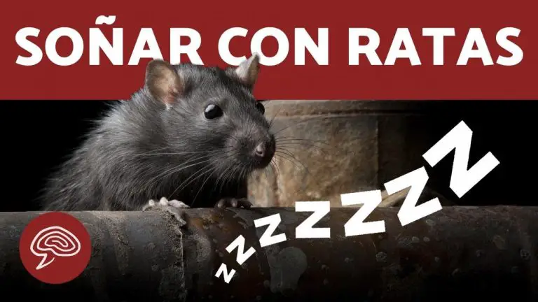 Que significa soñar con plaga de ratas